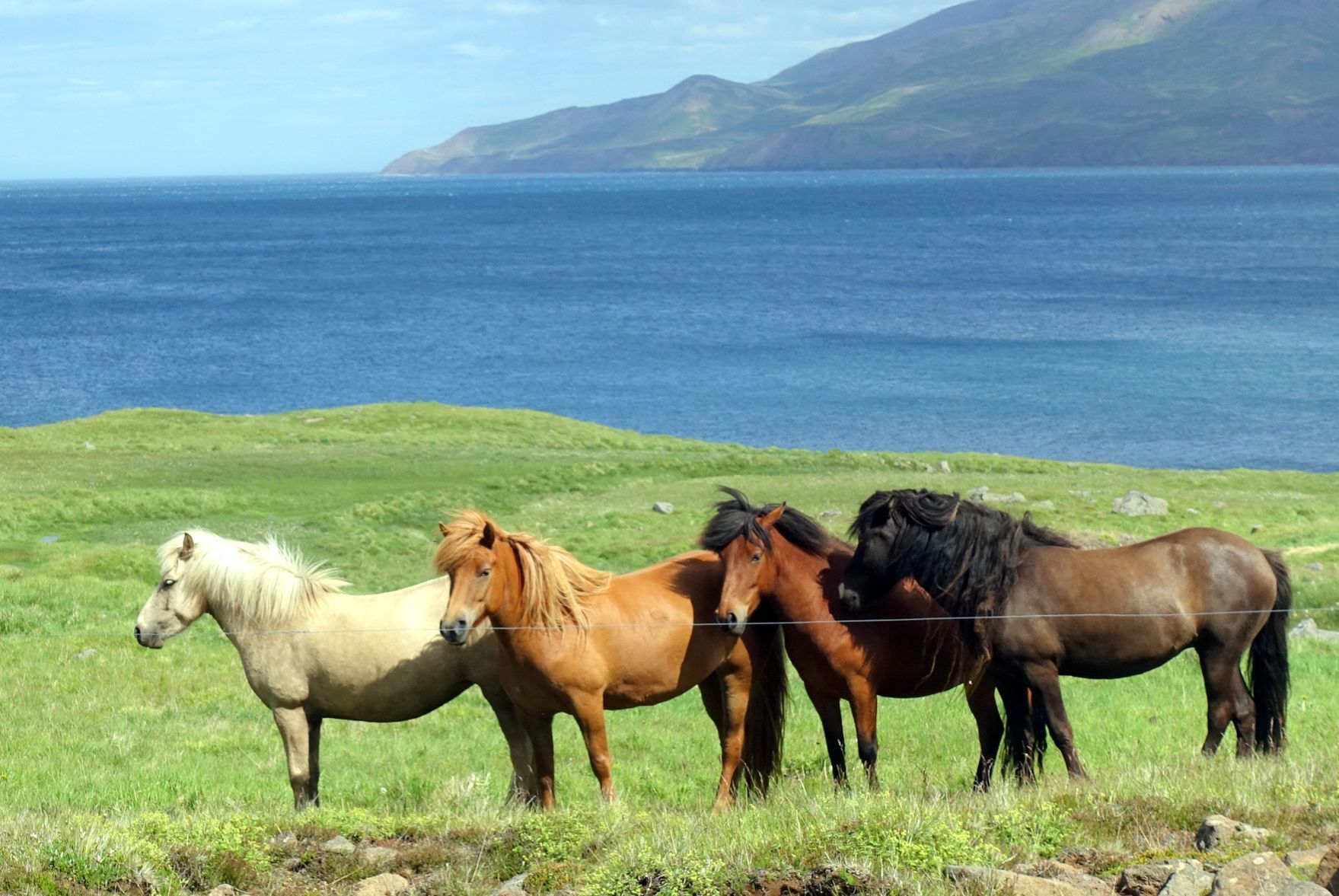 Icelandic horses